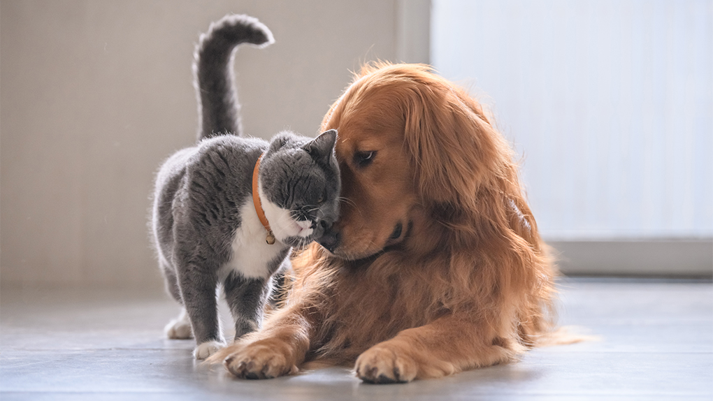 cat and dog lovingly rub noses