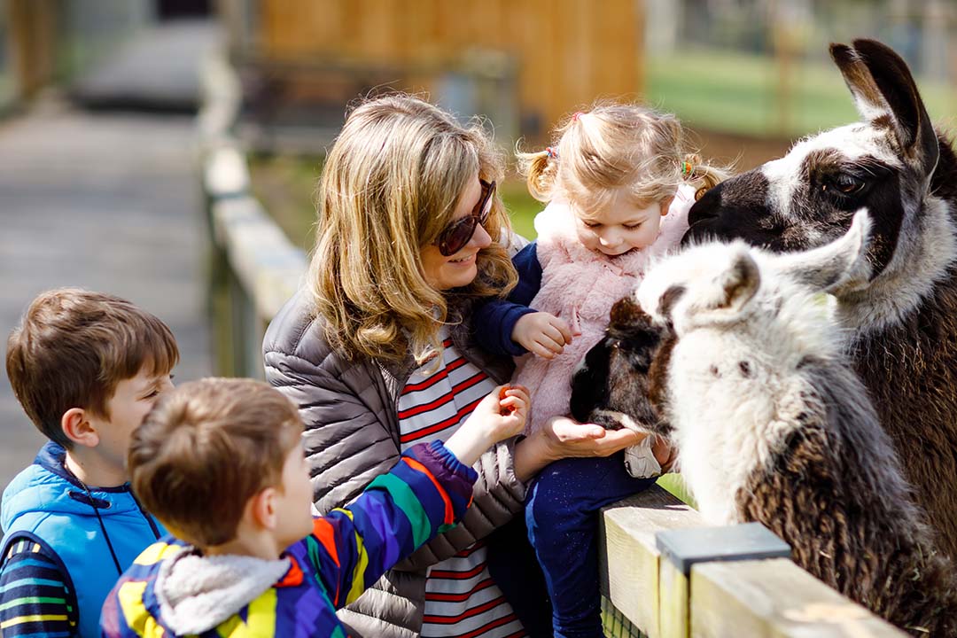 Mom with her three kids, feeding two spotted alpacas at the Chahinkapa Zoo in Wahpeton, ND