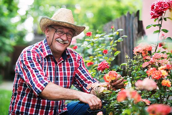 Friendly senior gentleman smiles at the camera while trimming his rose bushes outside his home in Mohall, ND