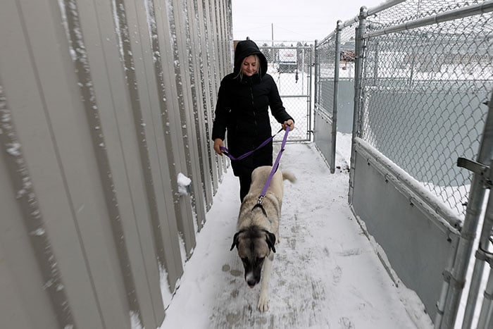 A Gate City Bank employee volunteers with 4 Luv of Dog Rescue, a Fargo, ND nonprofit