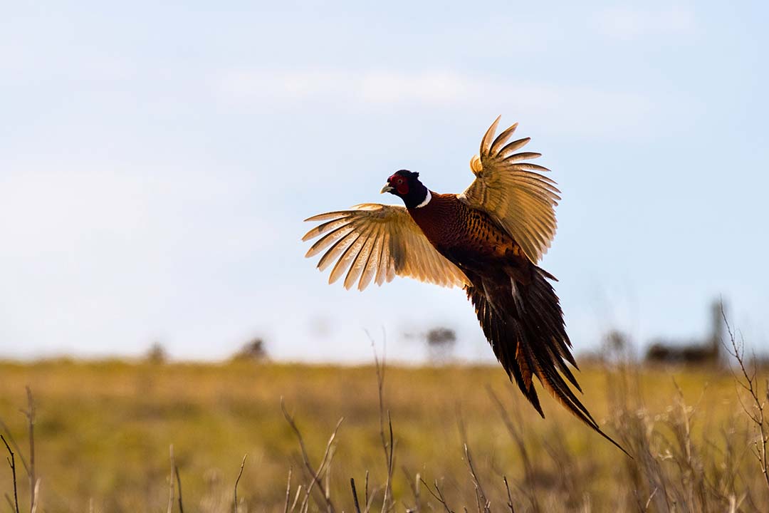 Pheasant spreading its wings at sunset in a field outside Carrington, North Dakota