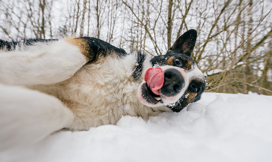 Cute cattle dog laying on a snowbank outside Moorhead, dreaming of free checking and drive-thru treats